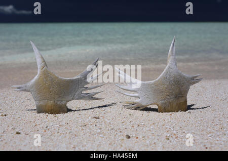 Tartaruga di mare le ossa, Natale (Kiritimati) Isola, Kiribati Foto Stock