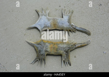 Tartaruga di mare le ossa, Natale (Kiritimati) Isola, Kiribati Foto Stock