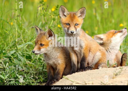 Bella comunità red fox cubs vicino al burrow ( Vulpes vulpes ) Foto Stock