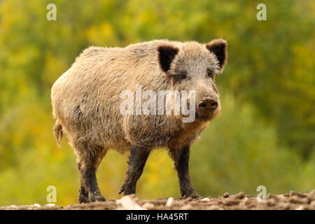 Enorme cinghiale guardando la telecamera oltre al di fuori della messa a fuoco della foresta di autunno sfondo ( Sus scrofa ) Foto Stock