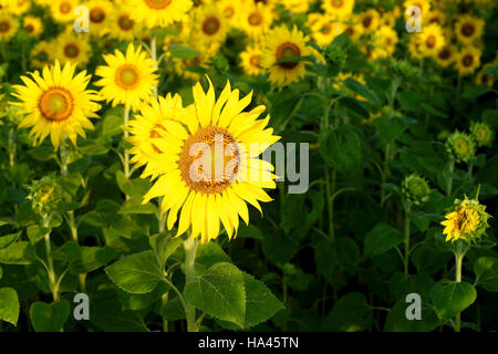 Pila di girasole bello nel campo al mattino Foto Stock