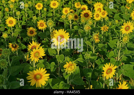 Pila di girasole bello nel campo al mattino Foto Stock