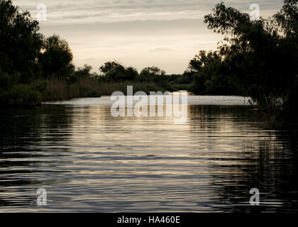 Luce della Sera su uno dei canali nel Delta del Danubio, Romania. Foto Stock