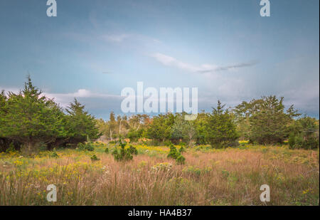Incredibilmente meraviglioso paesaggio naturale in Sag Harbor NY Foto Stock