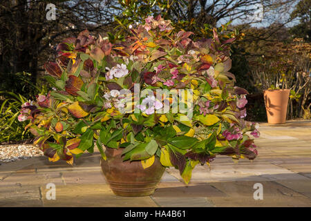 Un hydrangea coltivata in vaso fornisce un tocco di colore in autunno come entrambe le foglie e i fiori capi prendere su di una varietà di sfumature Foto Stock