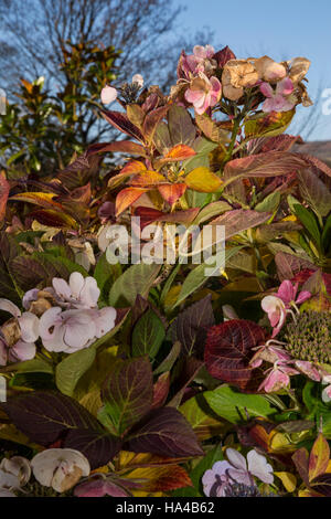 Un hydrangea coltivata in vaso fornisce un tocco di colore in autunno come entrambe le foglie e i fiori capi prendere su di una varietà di sfumature Foto Stock