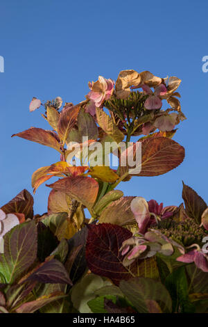 Un hydrangea coltivata in vaso fornisce un tocco di colore in autunno come entrambe le foglie e i fiori capi prendere su di una varietà di sfumature Foto Stock