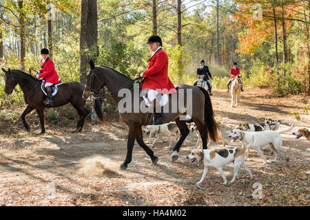 Charleston, Stati Uniti d'America. 27 Nov, 2016. Huntsman Willie Dunn raccoglie i segugi per l'inizio della volpe la stagione di caccia a Middleton Place Plantation Novembre 27, 2016 a Charleston, Sc. La caccia alla volpe in Charleston è un drag hunt utilizzando un panno profumato per simulare una volpe e animali non sono feriti. Credito: Planetpix/Alamy Live News Foto Stock