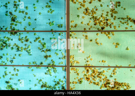 Il verde e il blu in plastica soffitto coperto di foglie di autunno Foto Stock