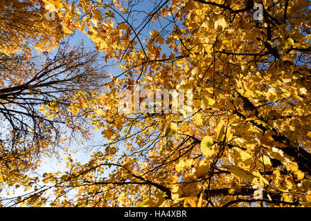 Giallo Autunno alberi e foglie Foto Stock