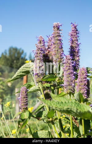 Agastache liquirizia Mint crescente nella valle di acero, Washington, Stati Uniti d'America. Si tratta di una meravigliosa pianta per attirare le api e farfalle al giardino, come pr Foto Stock