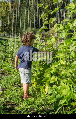 Quattro anni di vecchio ragazzo cercando di trovare qualche fagiolo verde cialde in Valle d'acero, Washington, Stati Uniti d'America. Foto Stock