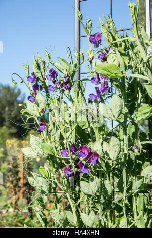 Riflessi blu piselli dolci crescono in un orto in Valle d'acero, Washington, Stati Uniti d'America. Foto Stock