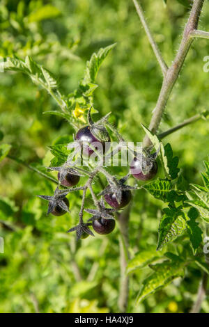 Blackberry pomodori ciliegia crescente nella valle di acero, Washington, Stati Uniti d'America. Gli esterni di questo cimelio di pomodoro sono una bella e profonda, cacao-rosso rubino con Foto Stock