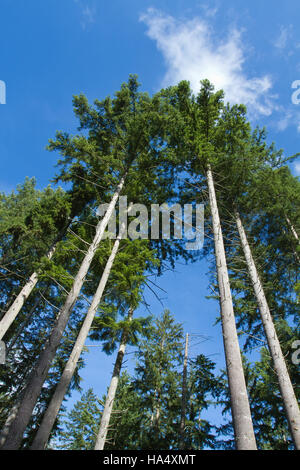 Douglas abeti in Squak Mountain State Park vicino Issaquah, Washington, Stati Uniti d'America Foto Stock