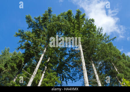 Douglas abeti in Squak Mountain State Park vicino Issaquah, Washington, Stati Uniti d'America Foto Stock