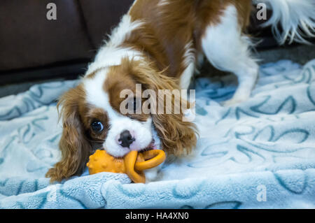 Sei mesi Cavalier King Charles Spaniel cucciolo giocare con un giocattolo di masticare su una coperta in Issaquah, Washington, Stati Uniti d'America Foto Stock