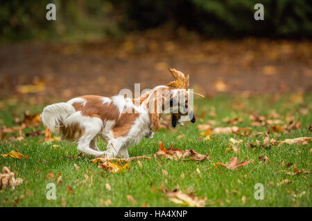 Sei mesi Cavalier King Charles Spaniel cucciolo in esecuzione al di fuori con il suo peluche giocattolo in una giornata autunnale Foto Stock