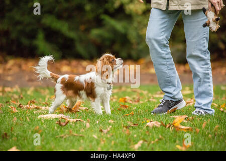 Sei mesi Cavalier King Charles Spaniel cucciolo attesa per il suo proprietario a lanciare il suo peluche giocattolo fuori in una giornata autunnale Foto Stock