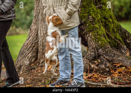 Sei mesi Cavalier King Charles Spaniel cucciolo jumping fino al suo proprietario, cercando di ottenere un giocattolo, fuori in una giornata autunnale in Issaquah, Washington, Stati Uniti d'America Foto Stock