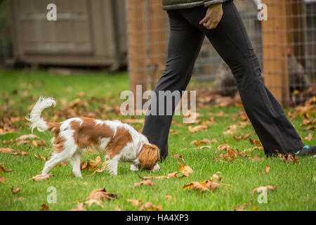 Sei mesi Cavalier King Charles Spaniel cucciolo a piedi e lo sniffing fuori in una giornata autunnale in Issaquah, Washington, Stati Uniti d'America Foto Stock