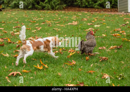 Sei mesi Cavalier King Charles Spaniel cucciolo cercando di prendere un Free-ranging Dominique pollo fuori in una giornata autunnale in Issaquah, Washington Foto Stock