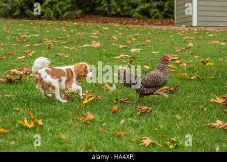 Sei mesi Cavalier King Charles Spaniel cucciolo cercando di prendere un Free-ranging Dominique pollo fuori in una giornata autunnale in Issaquah, Washington Foto Stock