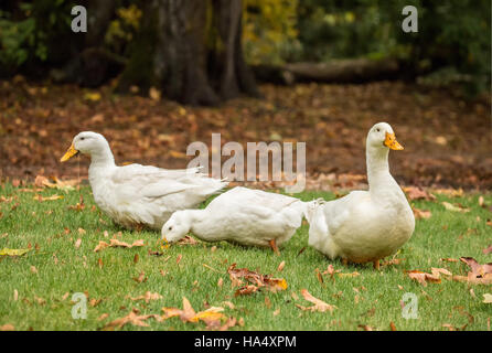 Tre Free-ranging Pekin domestico anatre passeggiando attraverso il cantiere e mangiare come andare in Issaquah, Washington, Stati Uniti d'America Foto Stock