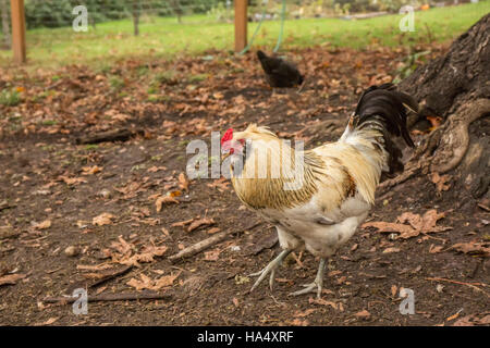 Free-ranging Americauna rooster in Issaquah, Washington, Stati Uniti d'America Foto Stock