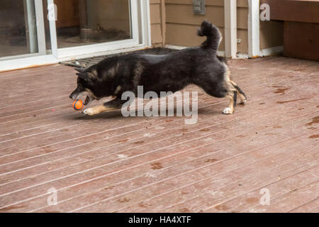 Tre anni di Shiba Inu cane, Kimi, giocando con una palla di gomma su un ponte di legno, Issaquah, Washington, Stati Uniti d'America. Foto Stock