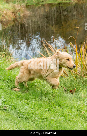 Di quattro mesi il Golden Retriever cucciolo 'Sophie' giocando con il suo laghetto di fattoria, Issaquah, Washington, Stati Uniti d'America Foto Stock