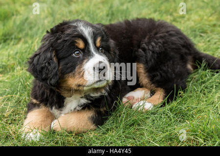 Dieci settimane vecchio Bernese cucciolo di montagna, Winston, riposo nel parco di North Bend, Washington, Stati Uniti d'America Foto Stock