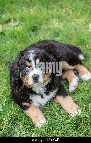 Dieci settimane vecchio Bernese cucciolo di montagna, Winston, riposo nel parco di North Bend, Washington, Stati Uniti d'America Foto Stock