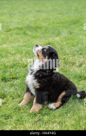 Dieci settimane vecchio Bernese cucciolo di montagna, Winston, seduti nel parco in North Bend, Washington, Stati Uniti d'America Foto Stock