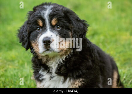 Dieci settimane vecchio Bernese cucciolo di montagna, Winston, seduti nel parco in North Bend, Washington, Stati Uniti d'America Foto Stock