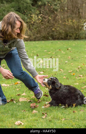 Donna formazione delle sue dieci settimane vecchio Bernese cucciolo di montagna, Winston, per rimanere in un parco in North Bend, Washington, Stati Uniti d'America Foto Stock