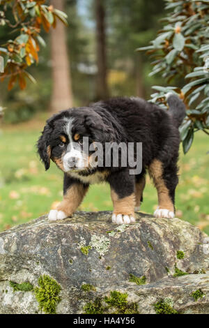 Dieci settimane vecchio Bernese cucciolo di montagna, Winston, in North Bend, Washington, Stati Uniti d'America Foto Stock