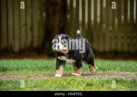 Dieci settimane vecchio Bernese cucciolo di montagna, Winston, passeggiate nel parco in North Bend, Washington, Stati Uniti d'America Foto Stock