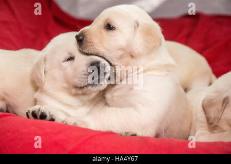 Un mese vecchio laboratorio giallo cuccioli in Issaquah, Washington, Stati Uniti d'America Foto Stock