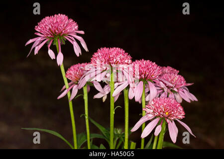 Cluster di vivid magenta rosa fiori della pianta medicinale Echinacea Scoop doppia 'Bubble Gum' su alti steli su sfondo scuro Foto Stock