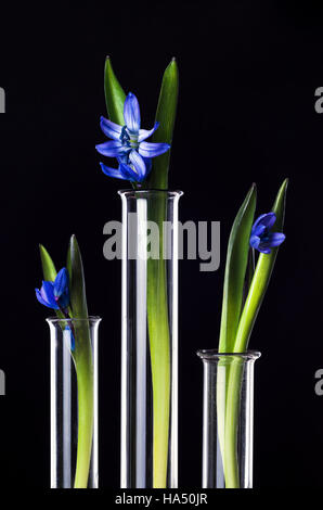 Tre fiori in tubi di prova su uno sfondo nero. Esperimento scientifico. Blue snowdrop fiori in vasi di vetro. La molla ancora in vita con bluebells. Foto Stock