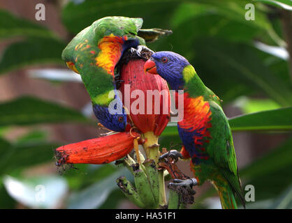 Due Rainbow parrocchetti (Trichoglossus haematodus) alimentazione su una banana flower Foto Stock