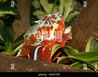 Madagascar Panther chameleon (Furcifer pardalis) Foto Stock