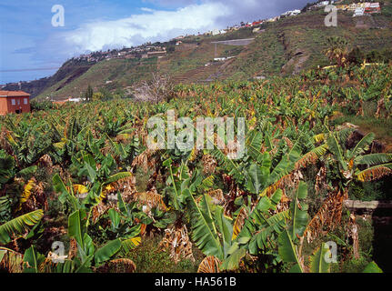 La coltivazione della banana campo. Puerto de la Cruz, isola di Tenerife, Isole Canarie, Spagna. Foto Stock