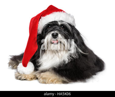 Bella felice giacente Bichon Havanese cane in un Natale - Santa hat e con la barba bianca Foto Stock