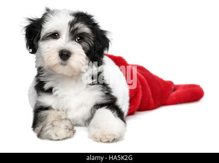 Carino Bichon Havanese cucciolo di cane è giacente in un Natale - Santa stivali Foto Stock