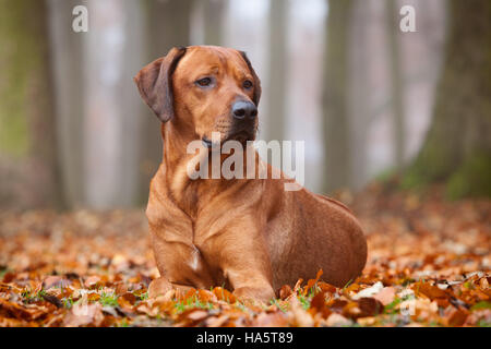Un Ridgeback rhodesiano cane che stabilisce in foglie in un parco in una giornata autunnale. Inghilterra, Regno Unito. Novembre 2016. Foto Stock