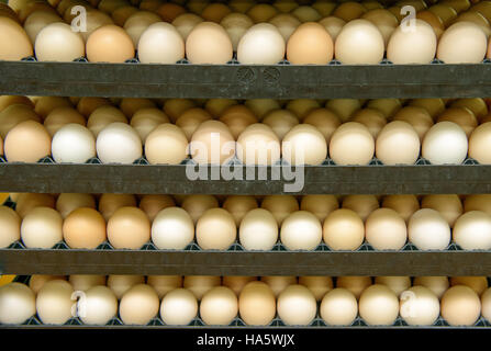 Uova di gallina nel vassoio delle uova Foto Stock