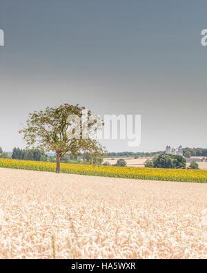 Un albero solitario con lo sfondo di girasoli in Francia. Foto Stock
