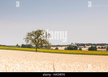 Un Lone Tree in un campo di girasoli e grano. Foto Stock